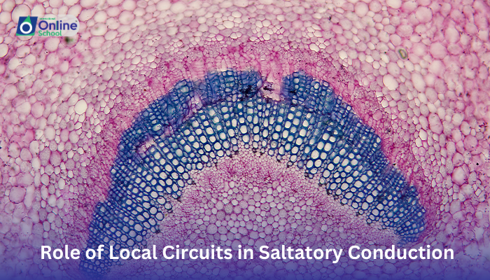 Lesson 13: Role of Local Circuits in Saltatory Conduction